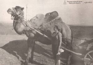 Студентка Сафронова Валентина сфотографировалась рядом с верблюдом, который использовался для подвоза дизтоплива и бензина. Казахстан. 1958г.